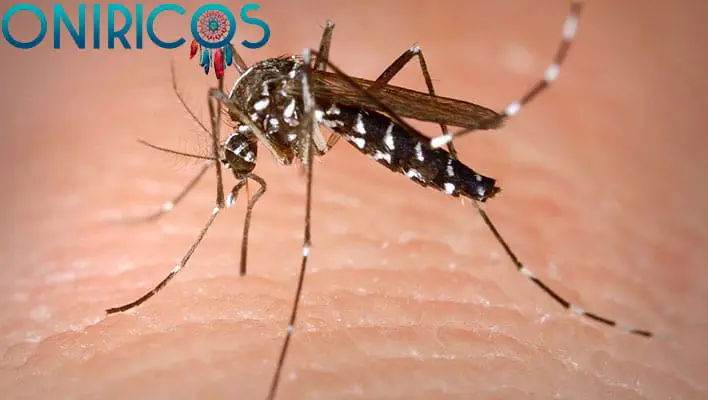 soñar con insectos como mosquitos - oniromancia