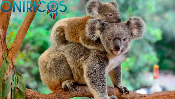 soñar con koalas - oniromancia