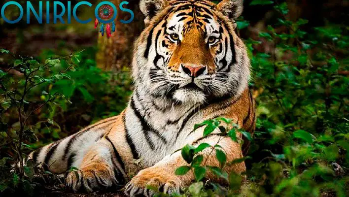 soñar con tigres - oniromancia