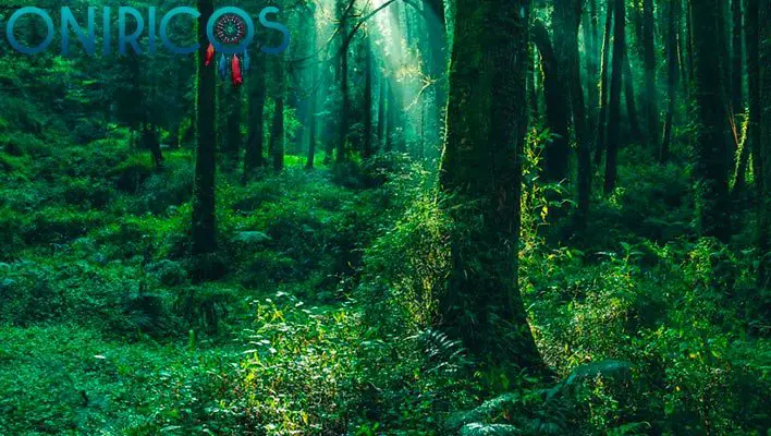 significado de Soñar con bosque o jungla