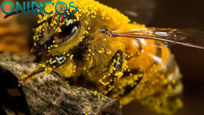 soñar con abejas a tu alrededor - oniromancia