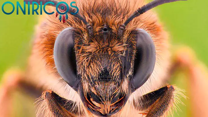 soñar con abejas - oniromancia