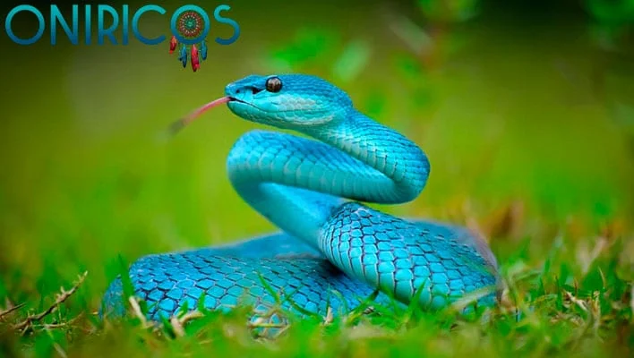 SOÑAR con SERPIENTES, VÍBORAS o CULEBRAS ?  ¿Que significa? ¿Que Quiere decir? ✨