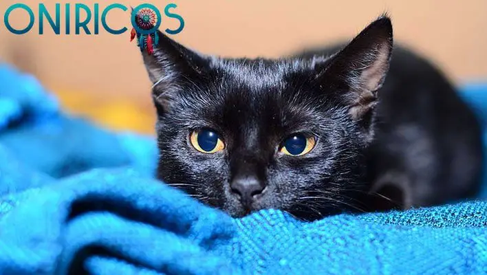 soñar con gato negro en la cama - oniromancia