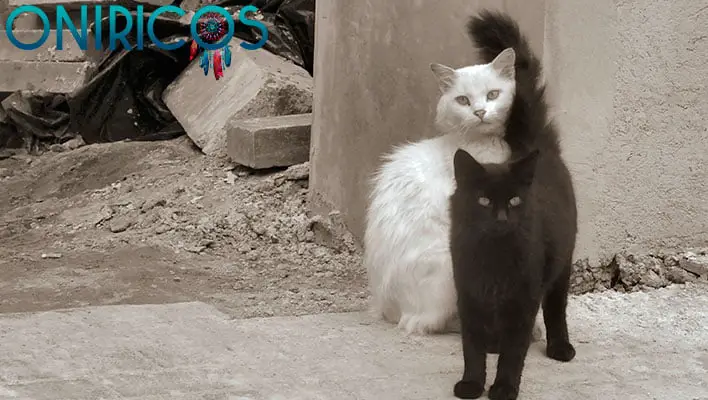 soñar con gato negro y gato blanco - oniromancia