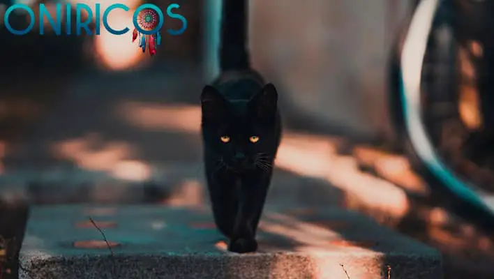 soñar con gatos negros peleando - oniromancia