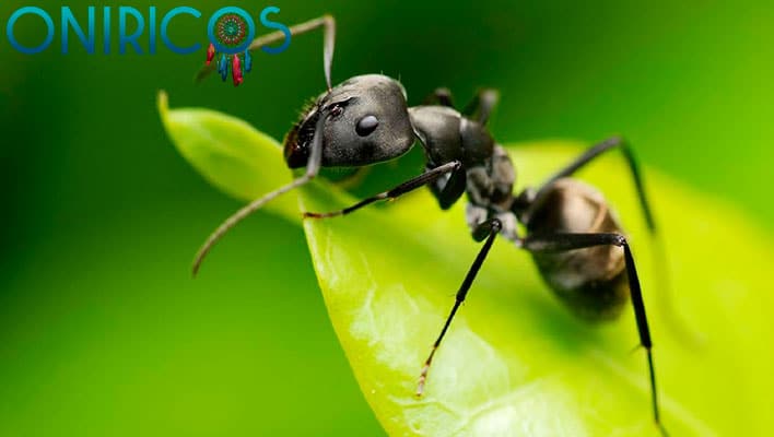 soñar con hormigas - oniromancia