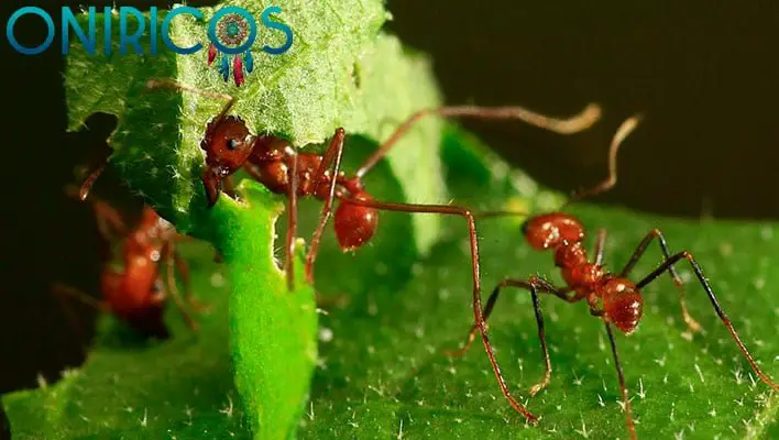 soñar con hormigas rojas - oniromancia