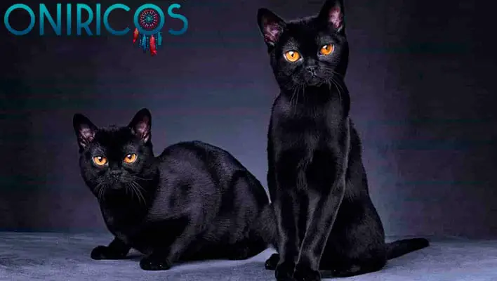 soñar con muchos gatos negros - oniromancia