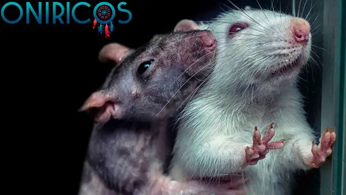 soñar con ratas grandes - oniromancia