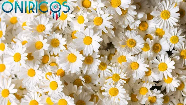 soñar con flores blancas - oniromancia
