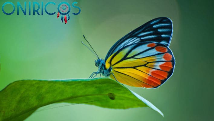 Soñar con mariposas - oniromancia